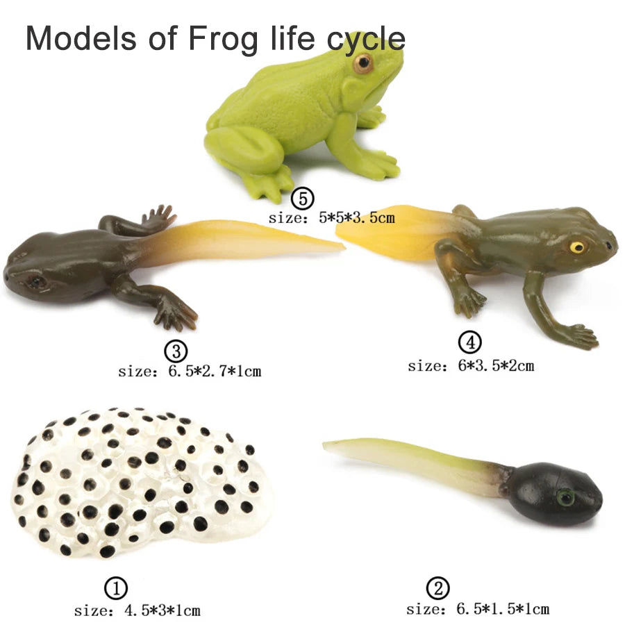 Models of frog life cycle showing various stages including eggs, tadpoles, and adult frogs.