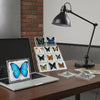 A black desk lamp illuminates a display of various real butterfly specimens in clear protective frames on a wooden table.