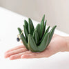 Ceramic Aloe Vera Jewelry Organizer with Ring Holder
