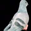 A soft gray plush toy of a pigeon with a light blue head and gray body, shown in profile against a black background.