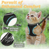 An orange kitten wearing a black harness and leash set designed for enhanced comfort.