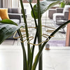 A close-up of a sturdy metal Monstera plant support frame with large green leaves in a modern indoor setting.