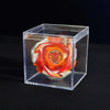 A metal spinning top with a launcher is displayed inside a clear plastic box against a dark background.