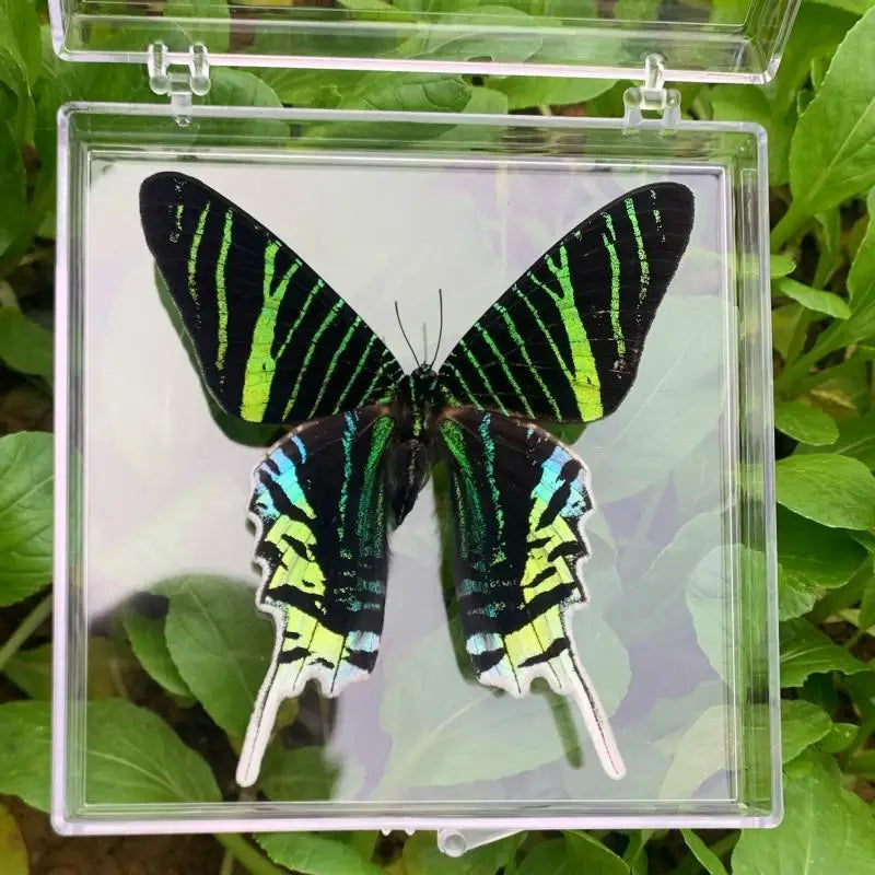 A black and neon green butterfly specimen displayed in a clear protective glass frame.