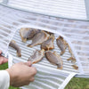Hands are placing fish onto a white mesh folding hanging drying net for preservation.