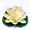 A white and yellow lotus flower with green leaves floating on a white background.