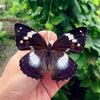 A dark brown butterfly with white markings is held in a person's hand against a blurred green background.
