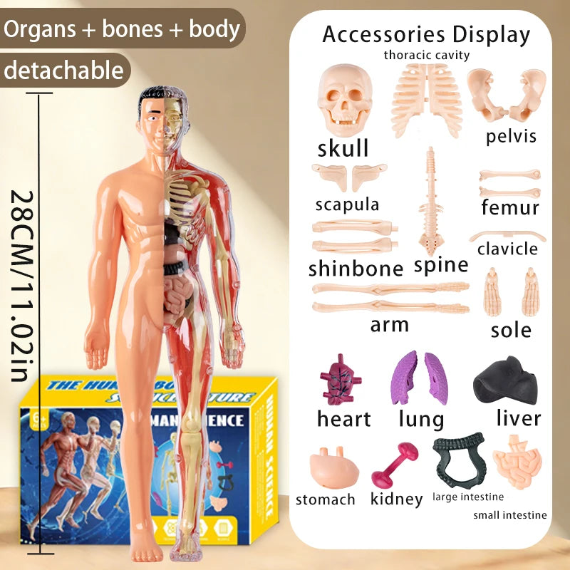 A full-body, detachable anatomical model of a human body showing organs and bones, displayed alongside various skeletal and o