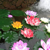 Pink and yellow lotus flowers floating on water in a pond or garden setting