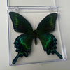 A dark green butterfly specimen with black markings displayed inside a clear protective box.