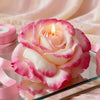 A pink and white rose flower is displayed in a glass, used as a silicone mold for crafts.