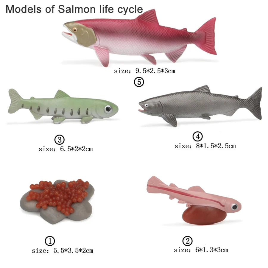 A set of wooden models illustrating the life cycle of a salmon, including eggs, fry, and adult fish.