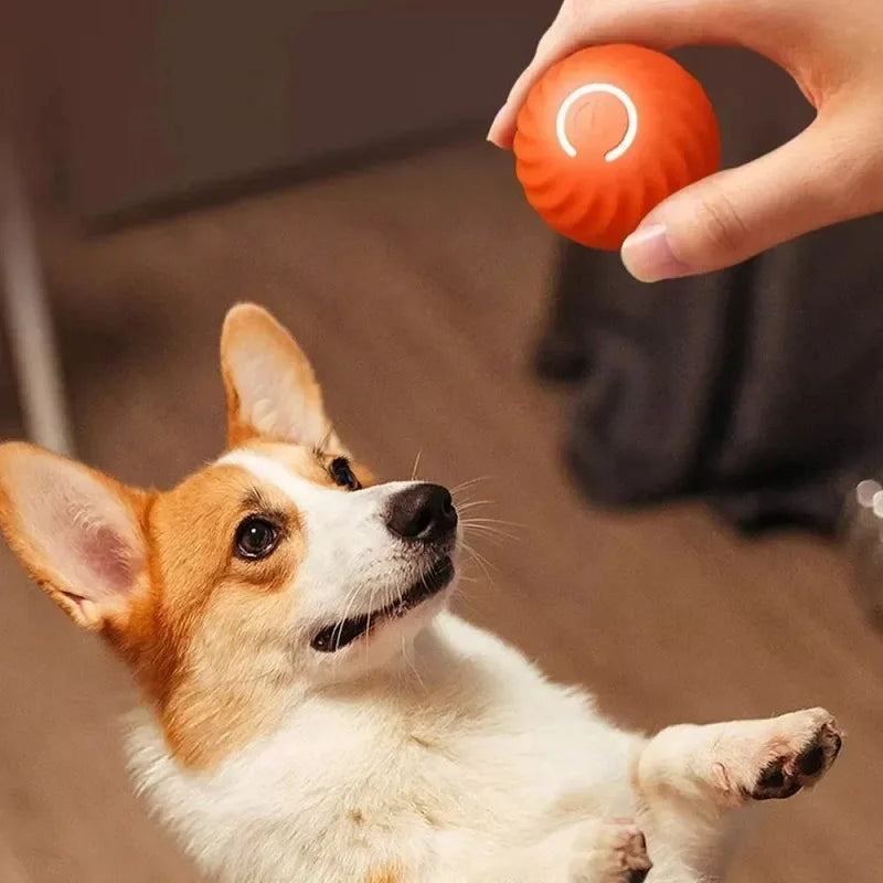 Automatic Interactive Dog Ball