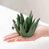 Ceramic Aloe Vera Jewelry Organizer with Ring Holder