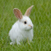 A small white rabbit peeking through a galvanized hexagonal wire mesh in green grass.