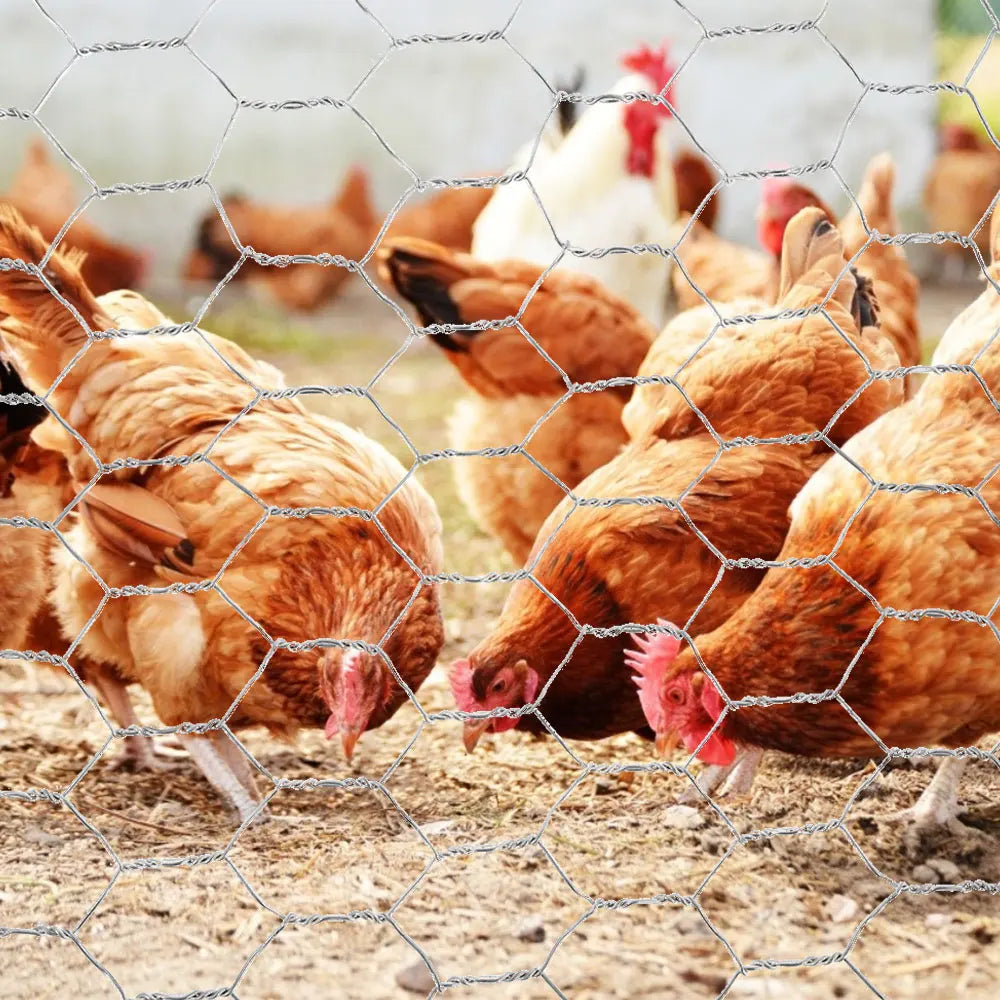 Brown hens pecking at dirt through galvanized hexagonal wire mesh fencing.