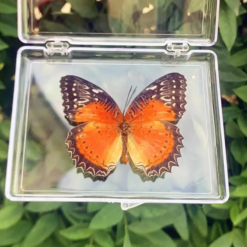 A vibrant orange and black butterfly specimen displayed in a clear protective glass box.