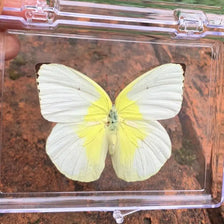 A white butterfly specimen with yellow markings is displayed inside a clear protective frame.