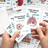 Human Anatomy Flash Cards - 20-Piece Study Set