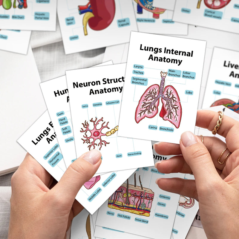 Human Anatomy Flash Cards - 20-Piece Study Set