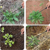 Three images showing a 4-tine steel hand weeder being used to remove weeds from soil.