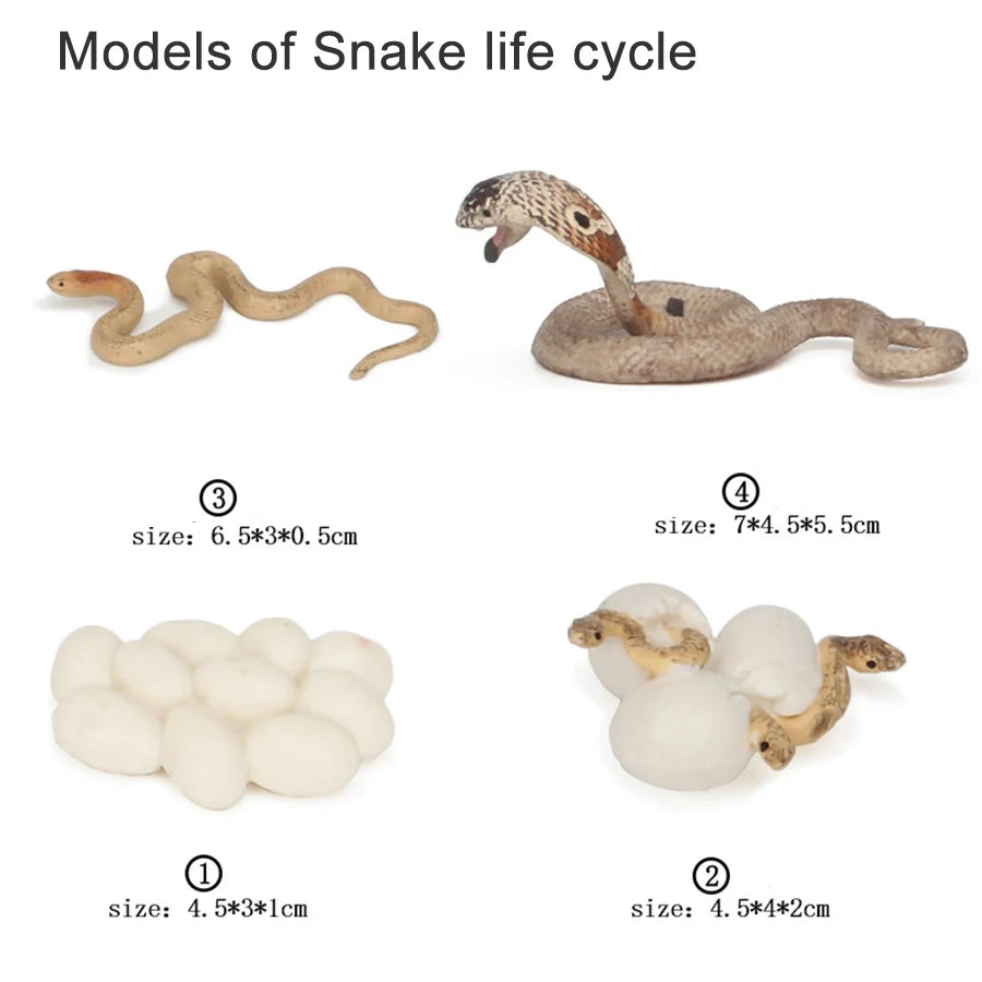 Models of snake life cycle showing various stages including a fully formed snake and developmental stages.