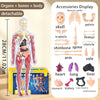 A clear, detachable model of the human skeleton, including organs and bones, displayed alongside various anatomical parts.