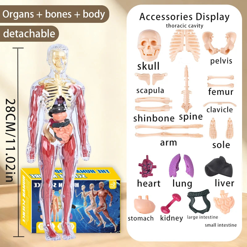 A clear, detachable model of the human skeleton, including organs and bones, displayed alongside various anatomical parts.