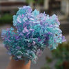 Preserved Hydrangea Flower Heads for Crafts and Home Decor