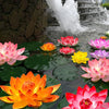 Vibrant pink, orange, and yellow lotus flowers floating on dark green water in a garden setting.