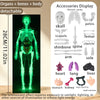 A glowing green, detachable model of the human body showing bones and organs for educational display.