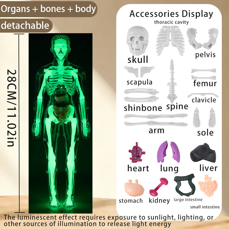 A glowing green, detachable model of the human body showing bones and organs for educational display.