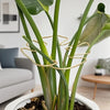 A close-up of a Monstera plant with sturdy metal support frame stems growing out of a white pot.
