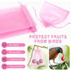 Pink organza drawstring bags used to protect fruits from birds
