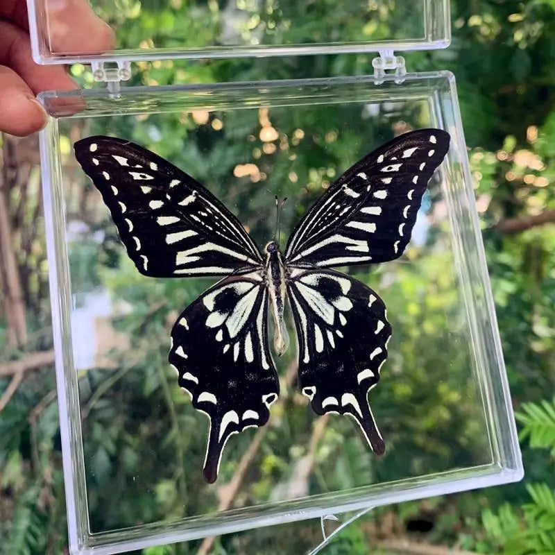 A black and white butterfly specimen is displayed inside a clear protective glass frame.