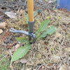 Ergonomic Stand-Up Weed Puller