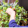 A person is using a stainless steel garden pruning shear to trim a leafy plant.