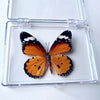 A real butterfly specimen with orange and black wings is displayed inside a clear protective glass frame.