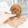 Interactive Robotic Puppy Plush Toy with Realistic Movements