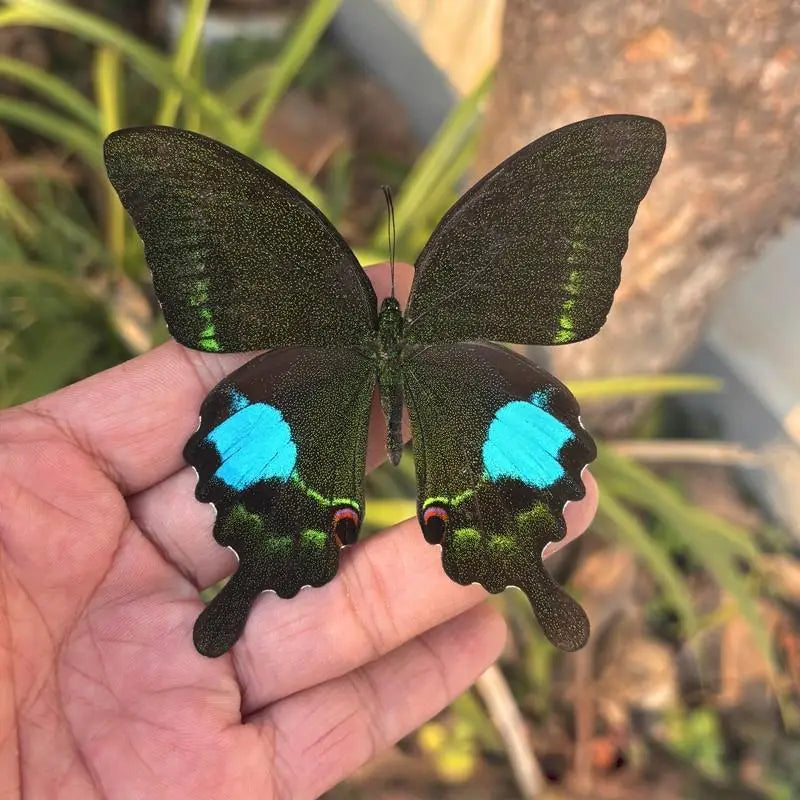 A hand holds a real butterfly specimen with iridescent green wings and bright blue markings against a blurred outdoor backgro