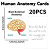 Human Anatomy Flash Cards - 20-Piece Study Set