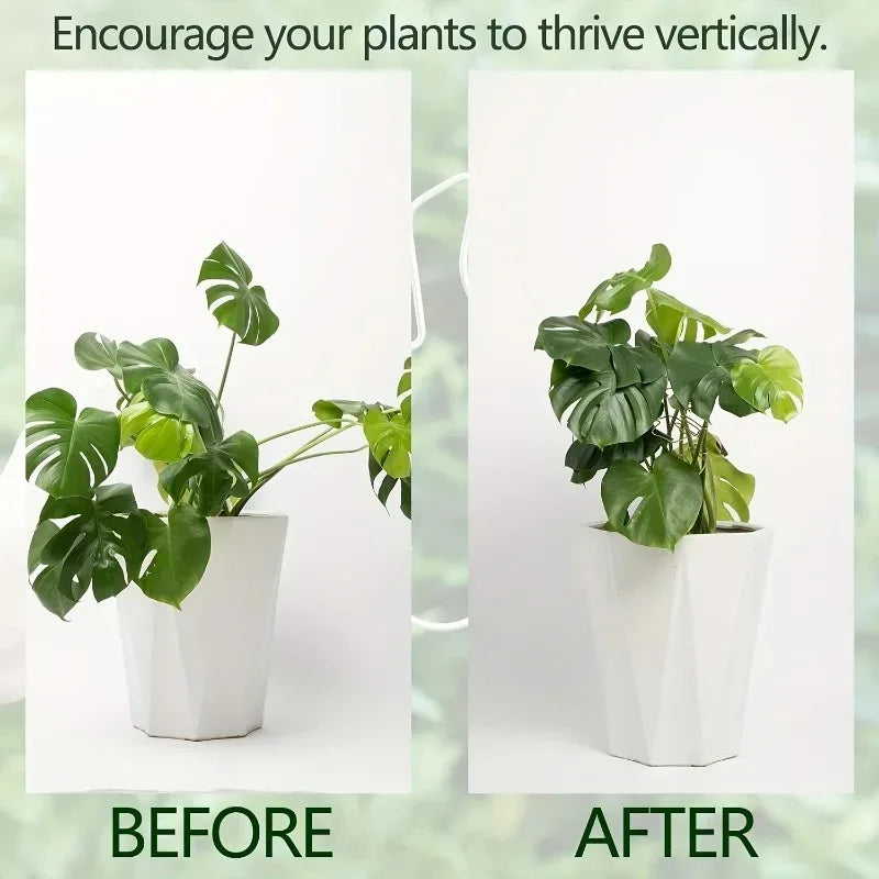 Before and after comparison showing a plant thriving vertically using a sturdy metal monstera plant support frame.