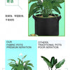 Black fabric grow bag containing a plant with large green leaves and white flowers.