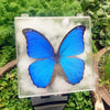 A vibrant blue butterfly specimen is displayed inside a clear protective glass frame surrounded by white foam.