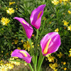 A vibrant purple calla lily flower with a yellow stripe growing on a green plant.