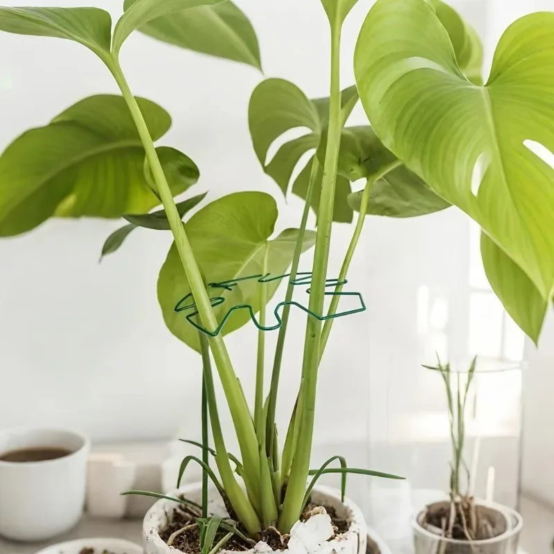 A vibrant green monstera plant with long leaves is growing in a pot, supported by a sturdy metal frame.