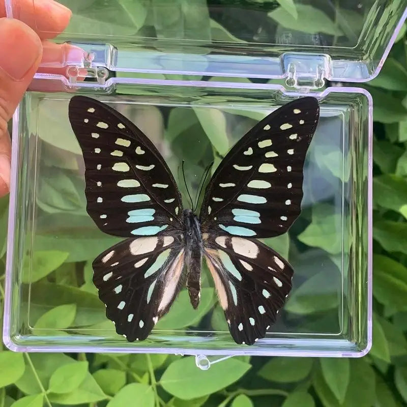 A black and white butterfly specimen is displayed inside a clear protective glass frame.