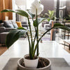 A white orchid plant with large green leaves is supported by a sturdy metal Monstera plant support frame.