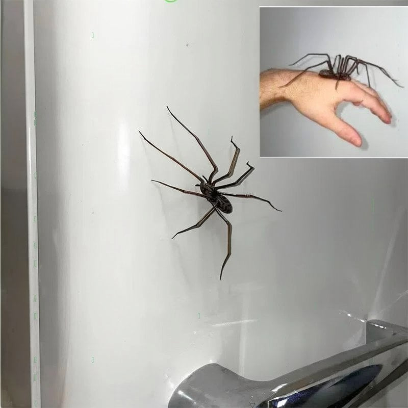 Une araignée brun foncé est montrée sur un fond blanc, avec une main à proximité.