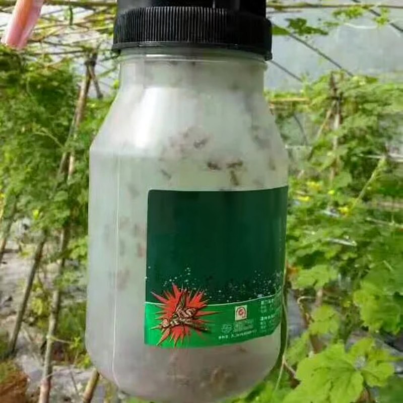 Piège réutilisable contre les mouches des fruits pour jardin et verger